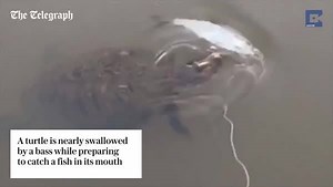 2.5K reactions · 1.6K shares | Talk about a close call! A turtle was most likely left shell-shocked after a massive bass almost bit its head off while stealing its food in Houston, Texas. | The Telegraph | Facebook