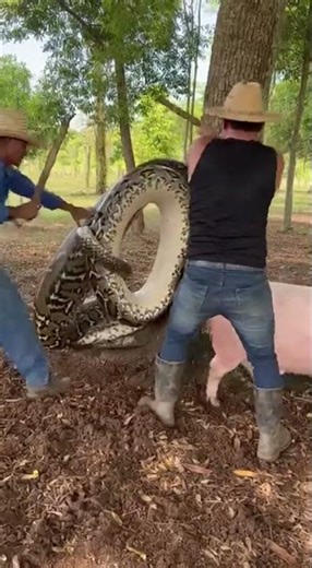 Farmers Rescue Pig from Giant Snake Dramatic Save Caught on Camera #animals #rescue #wildlife