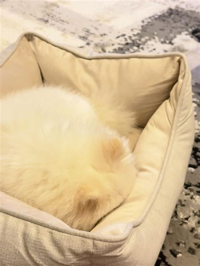 Where tf did I hide that treat from earlier.