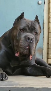 A nightmare for the intruder💀🥵🥰🥰 #canecorso #canecorsopuppy #canecorsolove #canecorsofans | The Cane Corso USA