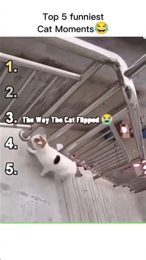 Bat cat xdddddd #memes #catmemes #cat #viral