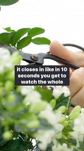 Listen to #Gardenline Saturdays and Sundays from 6-10am on Newsradio Newsradio 740 KTRH or on our free iHeartRadio app! #gardeningtips #garden #gardening #iHeartRadio #gardenlove | GardenLine