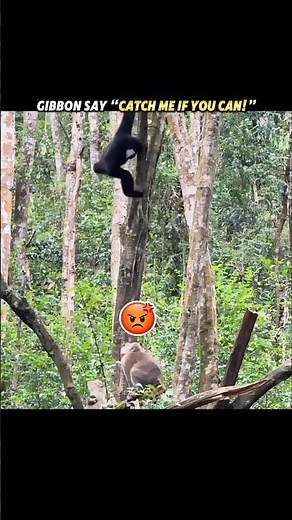 This Gibbon Picked a Fight With a Monkey! #trending #wildlife #monkey #youtubeshorts
