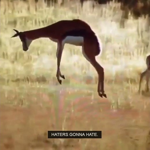 Springbok Slow-motion Leap | Wildlife | Michelle Goosen