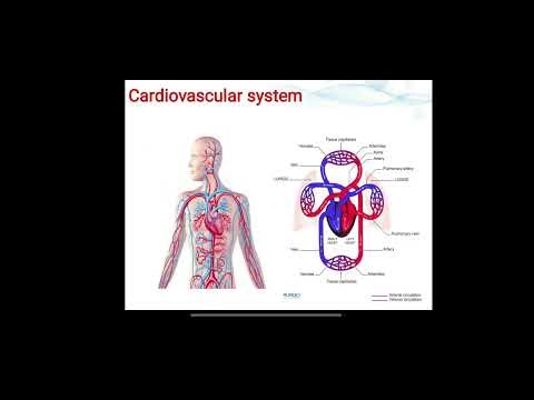 Cardiovascular system – Lab 9