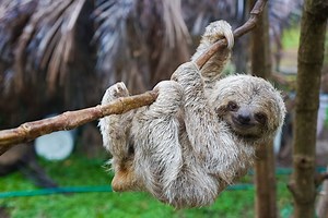 This Video of a Dedicated Rescue Volunteer Teaching an Injured Sloth How to Crawl Again Will Give You Chills [Video]