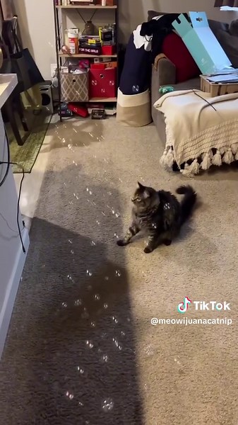 You've seen catnip bubbles, but have you ever seen catnip bubbles from a bubble gun? Marvin approves! #meowijuana #catnip #silly #funnyanimals #cats