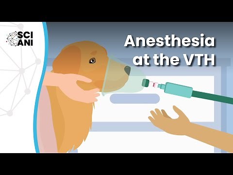 What happens when your pet needs anesthesia?