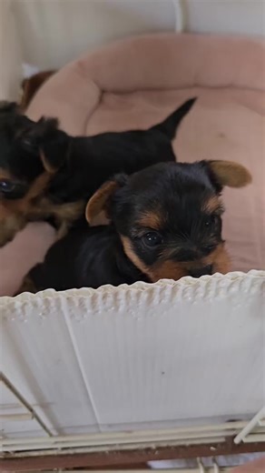 Adorable #teacup #Yorkiepuppies for #adoption