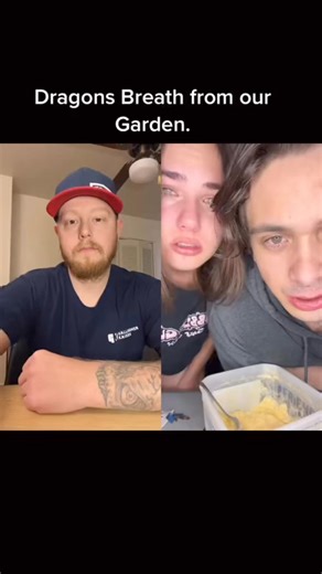 Dragon’s Breath Pepper Vs. Jake and Tori… pepper wins! #cravingcapsaicin #dragonsbreath | Craving Capsaicin