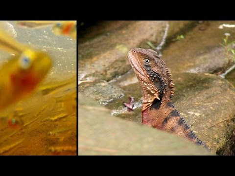Eastern Water Dragons feeding on Firetail Gudgeons: Sydney, Australia