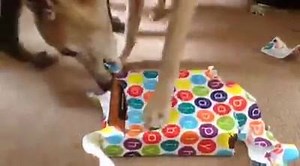 4K views · 208 reactions | Just Whippets Rescue on Reels | Facebook