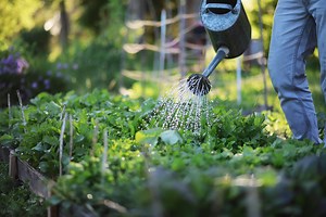 This is the absolute best time of day to water your vegetable garden
