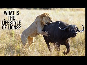 The Lifestyle of Lions