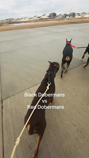 Red vs Black Dobermans: Hilarious Dog Mom Struggles!