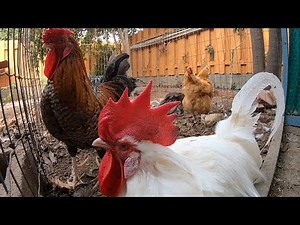 Backyard Chickens 10 Hours Continuous ASMR Relaxing Sounds Noises Hens Clucking Roosters Crowing!