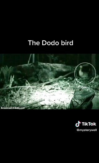 Rare Footage of the Extinct Dodo Bird Caught on Camera