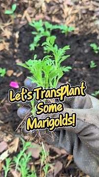 Why I Start My Marigolds SUPER Close Together 🌼 Saving Space + Easy Garden Hack!
