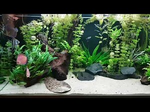 450 L Südamerika Gesellschaftsbecken