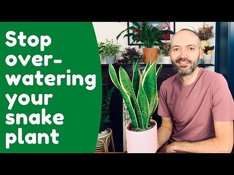 Water Your Snake Plant (Sansevieria) Properly