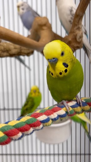 2.9K views · 88 reactions | Fun fact of the week 朗列 #parakeet #parakeets #parakeetlove #parakeetlover #parakeetsofinstagram #parakeetsofig #parrotfacts #funfacts #cuteparakeets #cuteparrot #cuteparrots #cutebirds #cuteanimals #happyparrot #parrot #parrots #parrotlife #loveparrots #parrotlove #parrotsofinstagram #parrotsofig #parrotstars #parrotstarsarlingtonheights | Parrot Stars | Facebook