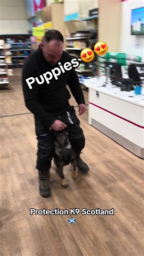 Puppies in training 😍 #protectiondogs #protectionk9scotland #scotland #dogtraining
