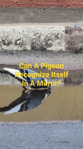 Can Pigeons Recognize Themselves in Mirrors #WeirdFacts #WhatTheFact #ScienceShorts #shorts #facts
