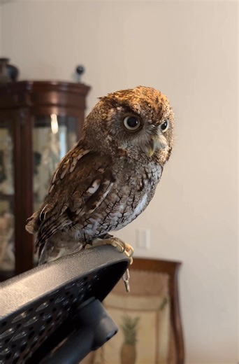 1.5M views · 63K reactions | Happy Sunday from Winston! ❤️黎 | Winston the Screech Owl | Facebook