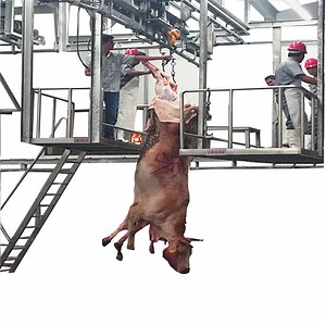 [Hot Item] Beef Processing Machine/Cow Ox Abattoir Slaughtering Machine