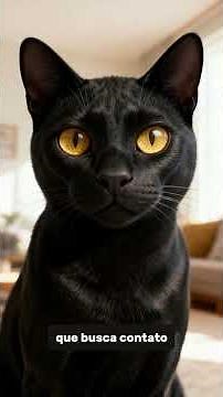 Gato preto 7 raças que se destacam pela pelagem escura
