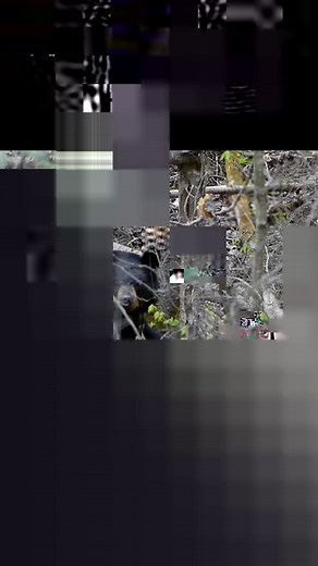 Keep an eye out for this video dropping tomorrow morning on Ted Baird YouTube. Epic 4 Day Ice out backcountry Trout fishing trip with Jim Baird - Adventurer My Self Reliance & Nate Smith . . #camping #bushcraft #fishing #troutfishing #wildcamping #adventure | Ted Baird Outdoors