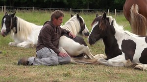 1.3M views · 543 reactions | When an animal finds peace in your presence, naturally they trust you! | The Trust Technique | Facebook