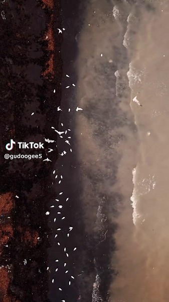 Stunning Flock of White Birds Flying Over Water