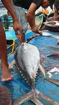 Watching the Master Butcher cut a huge, fresh tuna smoothly #fishcutting #fyp #talon #yellowfintuna