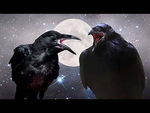What Does it Mean When a Crow Caws At You?