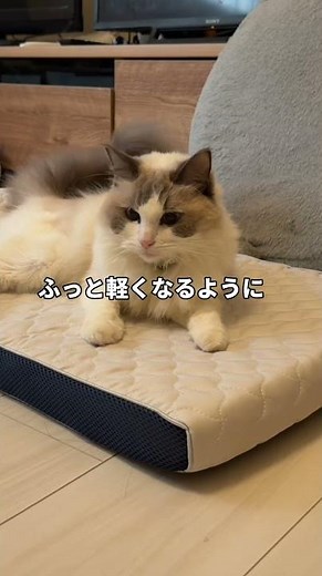 【トゥルースリーパー ペットベッド】ペットの眠りを追求して開発したペットベッド｜ショップジャパン【公式】