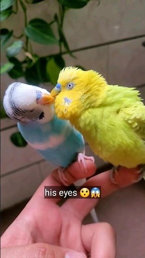 Feeding The Budgies Together | Bird Kissing
