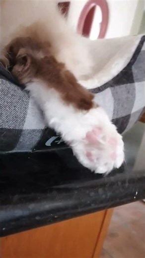 Birman Kitty Toe Beans Episode 2