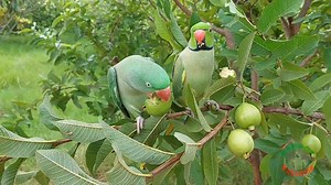 1.5M views · 10K reactions | Cute Talking Parrots Eating Guava While Raining | Parrot Paradise | Facebook