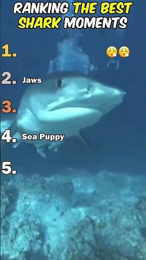 🦈 Best Shark Moments Ever Caught on Camera! 🌊🐋