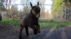 Thank goats it's Friday | Oregon Zoo