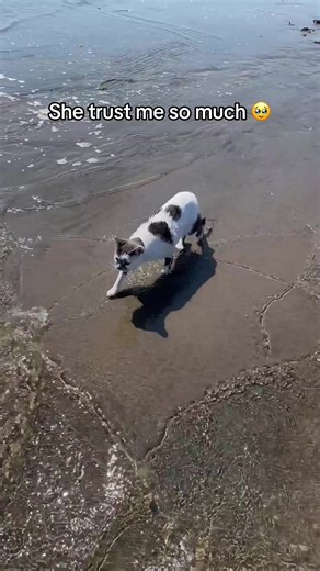 I can’t wait to make new swiming content 🥹 #noboit #cat #catsoftiktok #fyp | Azia and Ryan