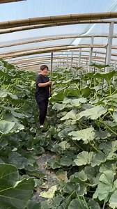 122K views · 373 reactions | Modern farming technique | high yielding pumpkin farmingAmazing Tools #reels #reelsvideoシ #reelsviralシ #fbreelsfypシ゚ #trendingreels #Amazing #farming #tools #sweetpotato | Tanzim-100k | Facebook