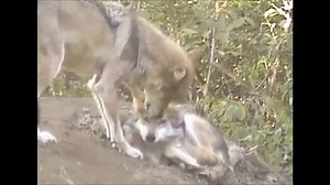 40K views · 833 shares | For wolves, bath time isn’t only fun, it...