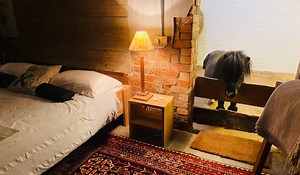 Plătești 180 de lire pe noapte ca să dormi cu… un ponei. Cazarea din Marea Britanie care a devenit virală pe Airbnb