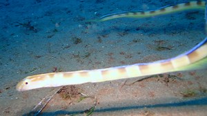 12K views · 497 reactions | The Snake Blenny (Ophidion rochei)...