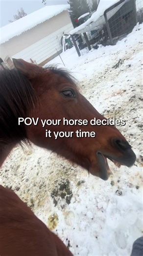 Like jeeze sorry I ran out of treets big back #horse #diva #fyppppppppppppppppppppppp #godisgood #barrelracer