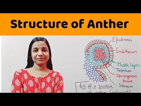 structure of microsporangium | structure of anther | | B.Sc. , M.Sc. , NEET , PGT Biology