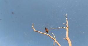 1K views | Eyre Bird Observatory on Reels | Facebook