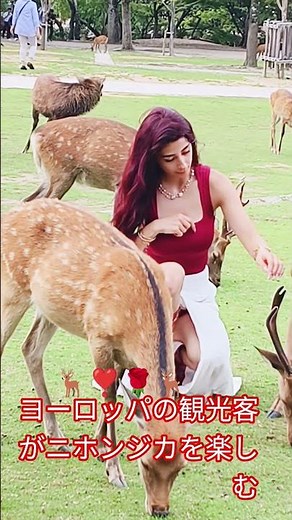興味深い短いビデオヨーロッパの美しい観光客奈良公園の鹿をお楽しみください 🫎❣️